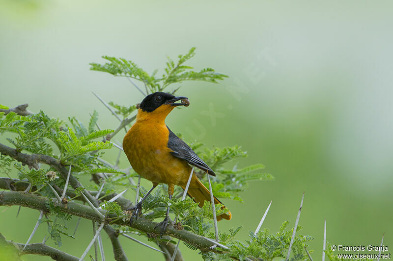 Snowy-crowned Robin-Chat