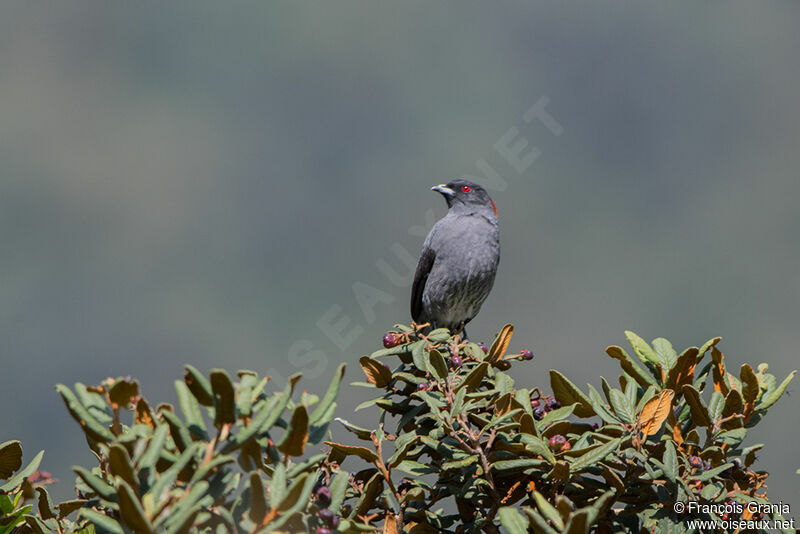 Cotinga à huppe rouge