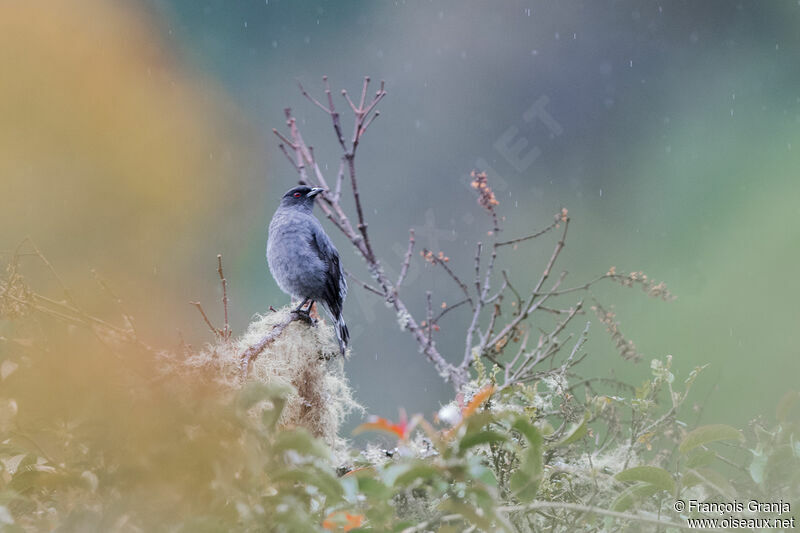 Cotinga à huppe rouge