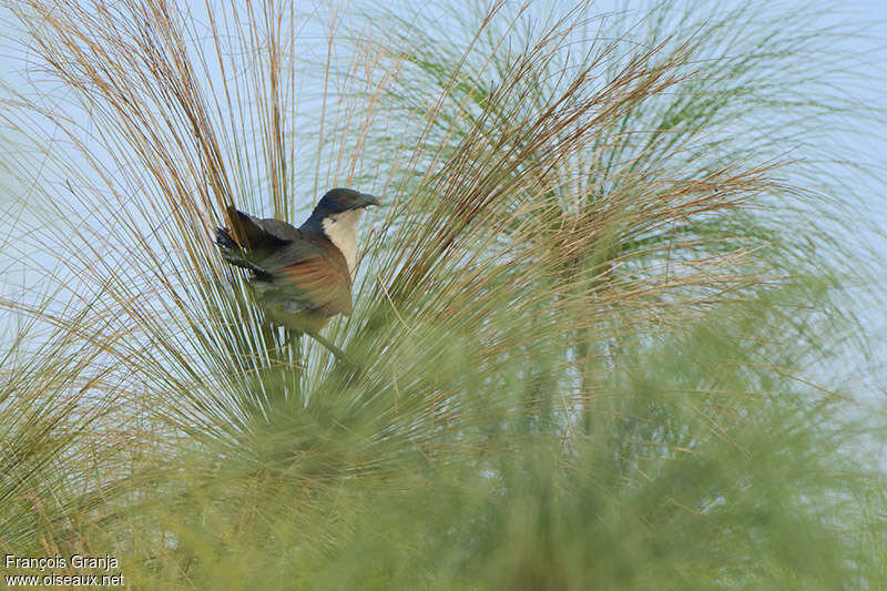 Blue-headed Coucaladult, habitat