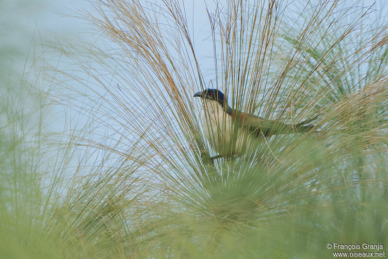 Blue-headed Coucaladult