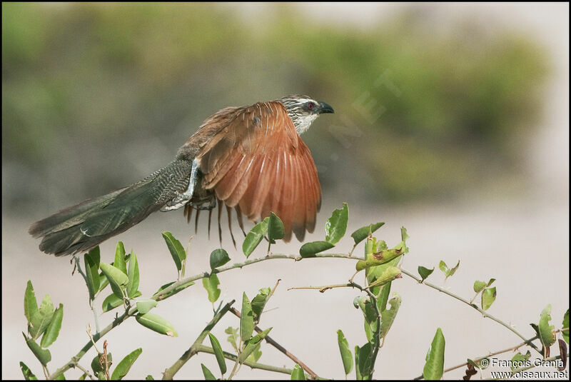 White-browed Coucal