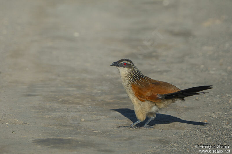 White-browed Coucaladult