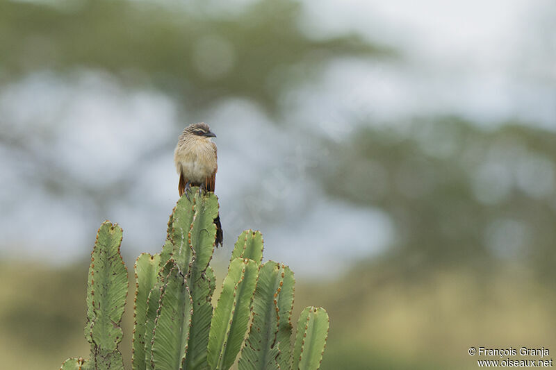 White-browed Coucaladult