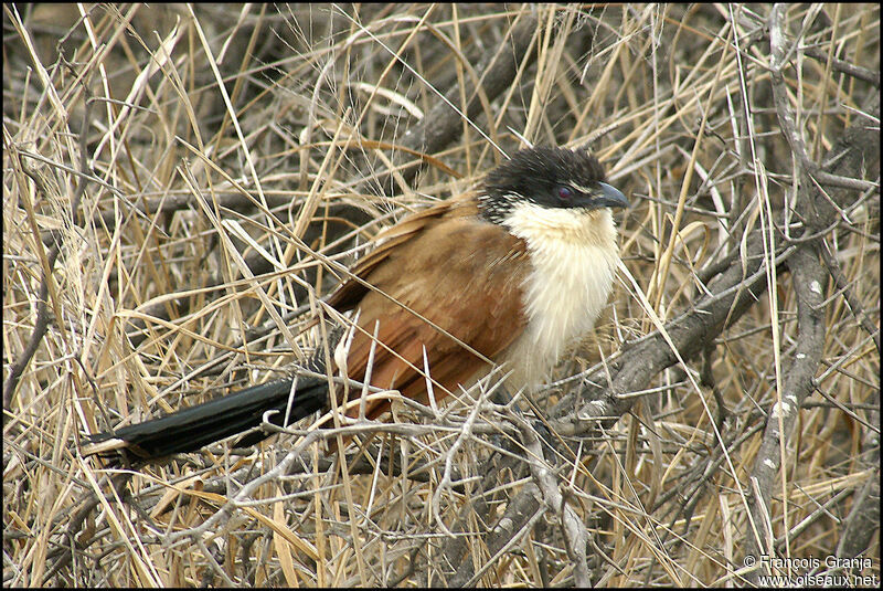 Burchell's Coucal