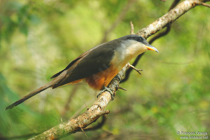 Mangrove Cuckooadult