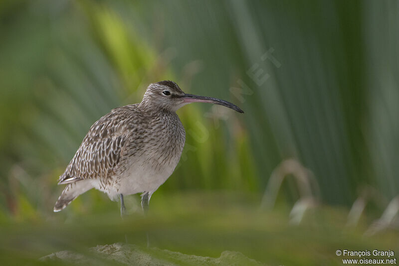 Eurasian Whimbreladult