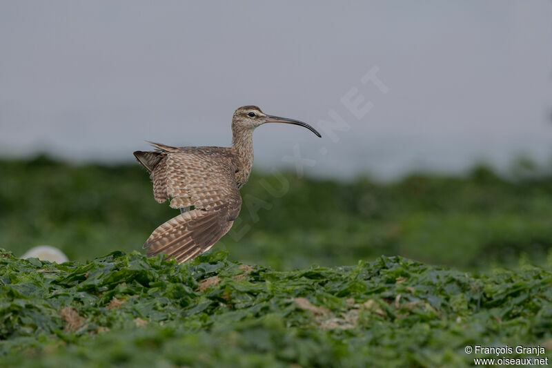 Hudsonian Whimbrel