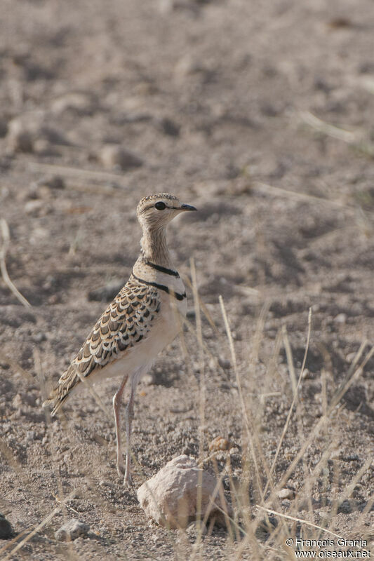 Double-banded Courseradult