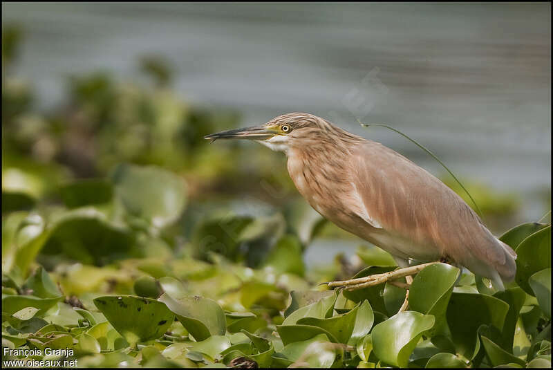 Squacco Heronadult, habitat, pigmentation