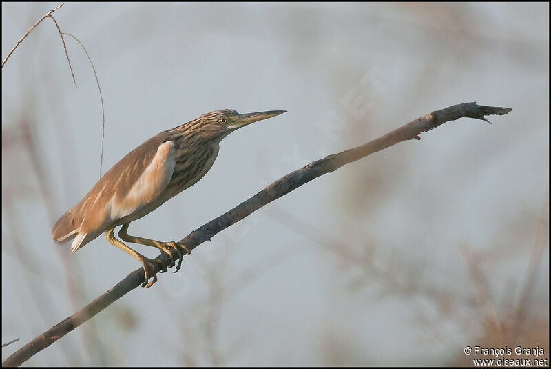 Squacco Heron