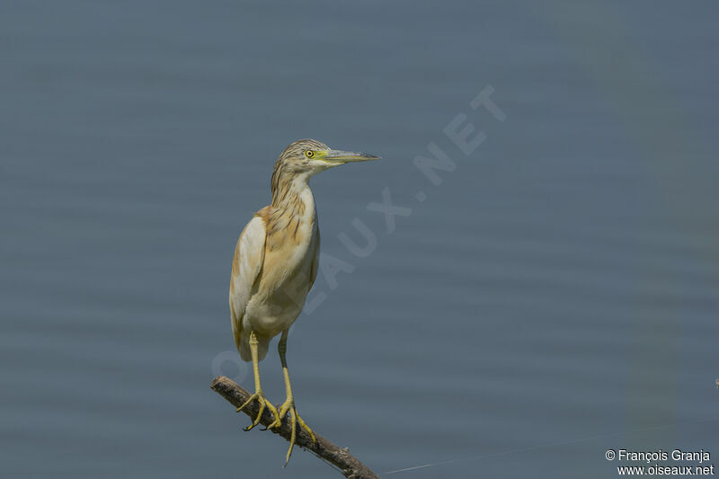 Squacco Heron