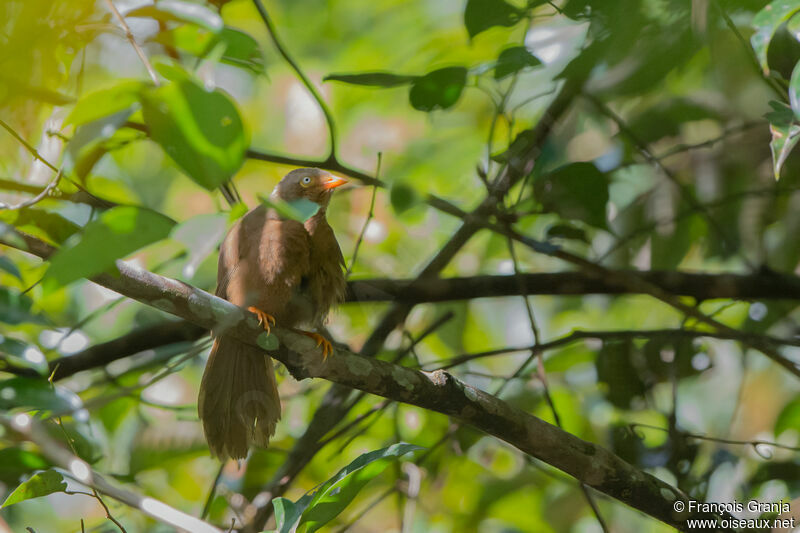 Orange-billed Babbler