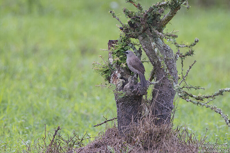 Black-lored Babbleradult