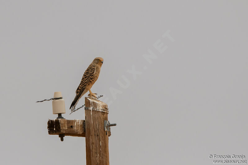 Greater Kestrel