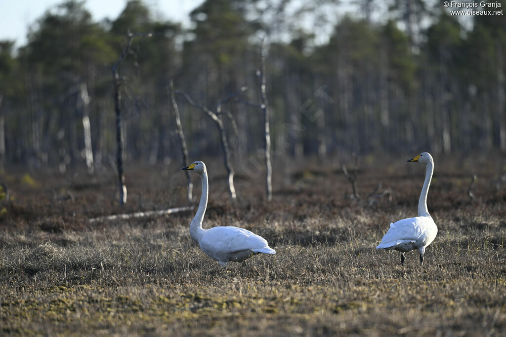 Cygne chanteur