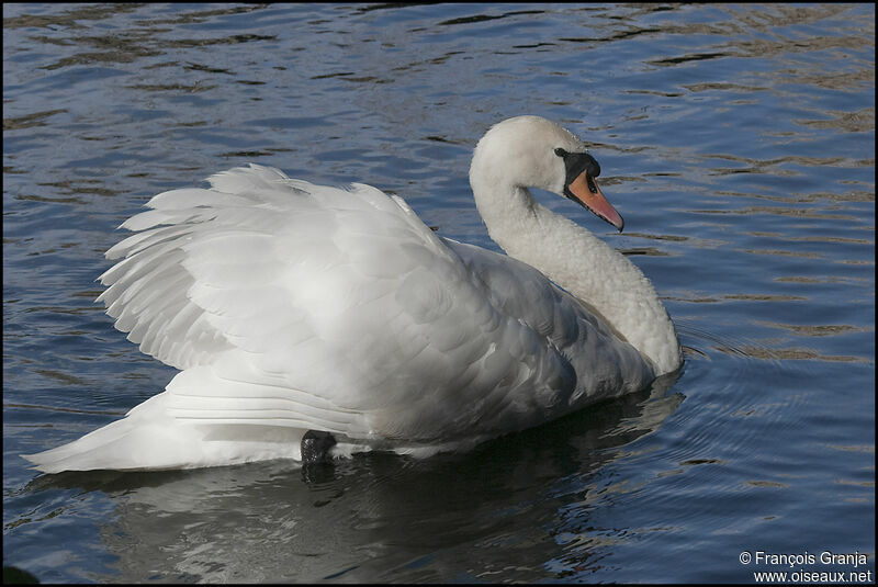 Cygne tuberculéadulte