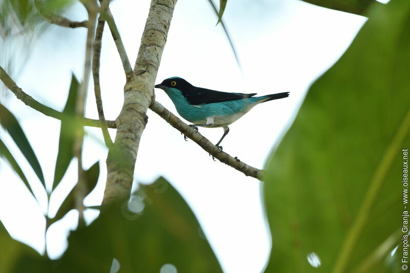 Black-faced Dacnis