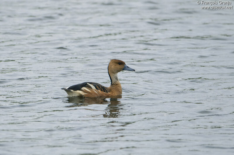 Dendrocygne fauve