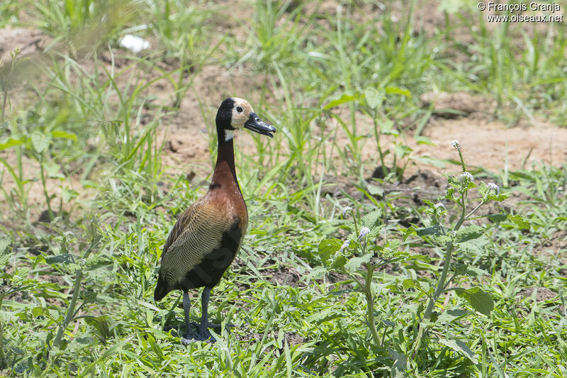 Dendrocygne veuf