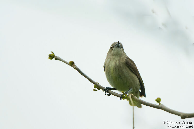 Thick-billed Flowerpecker