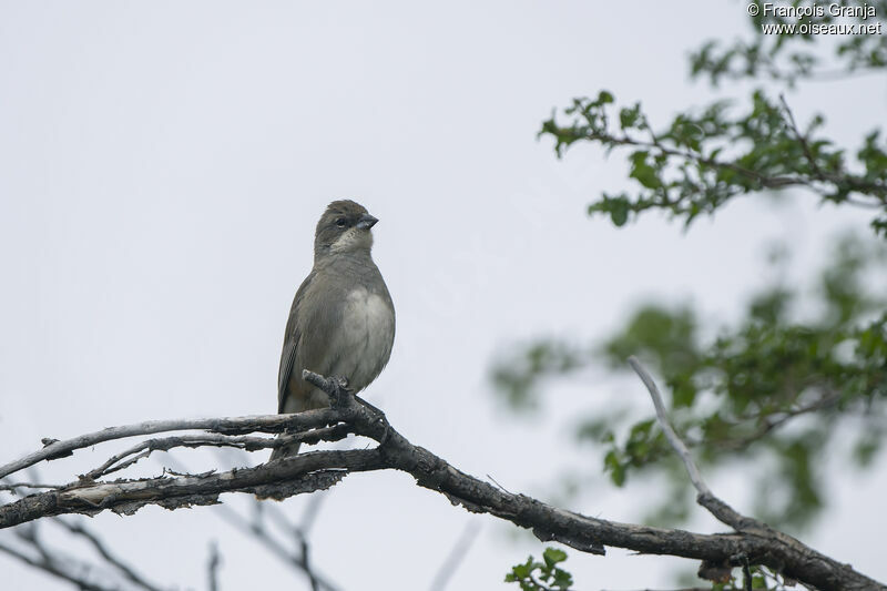 Diuca Finch