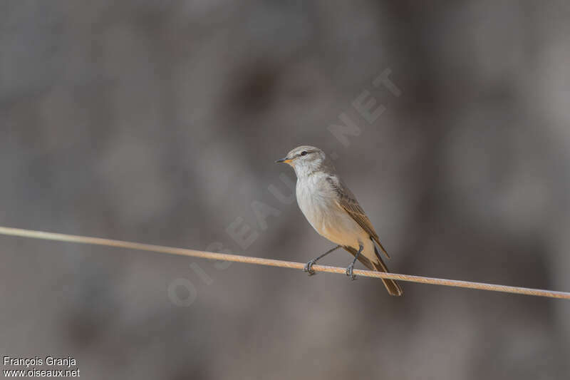 Spot-billed Ground Tyrantadult