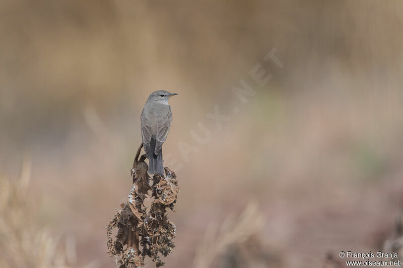 Spot-billed Ground Tyrant