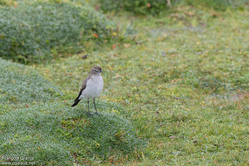 Dormilon à grands sourcils, habitat, pigmentation