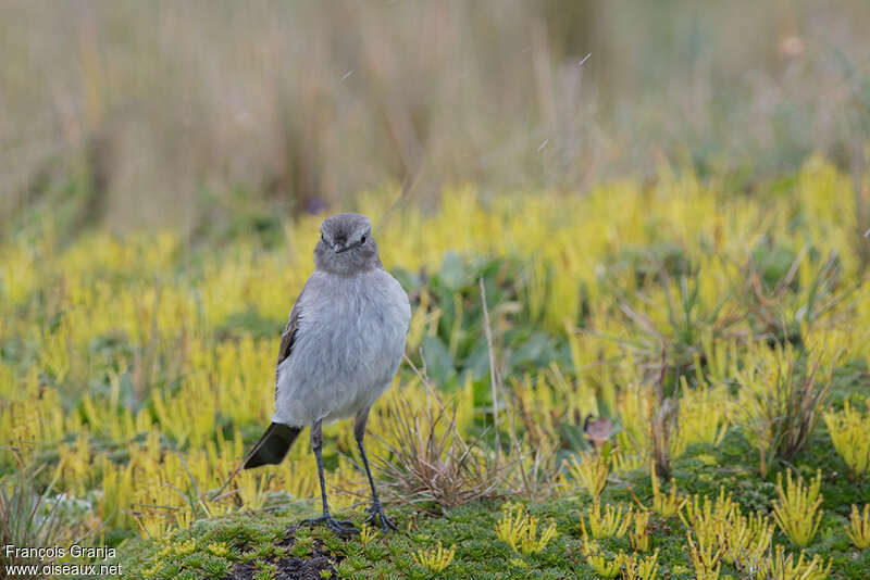 Paramo Ground Tyrant, habitat, pigmentation