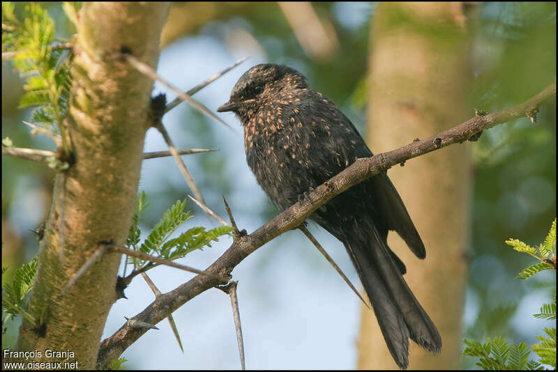 Fork-tailed Drongojuvenile, identification