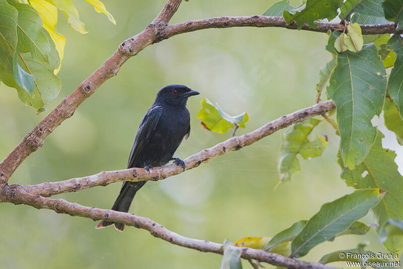 Fork-tailed Drongoadult