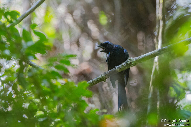 Sri Lanka Drongo