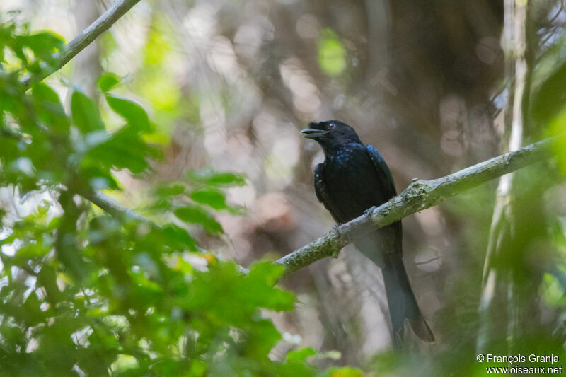 Sri Lanka Drongo