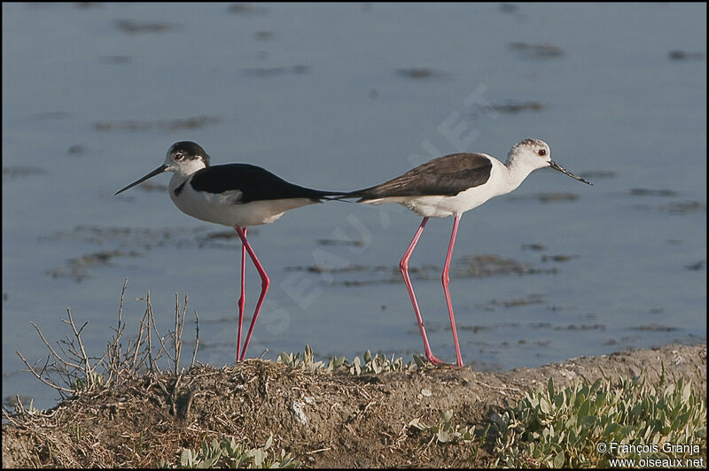 Black-winged Stilt adult