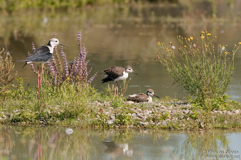 Black-winged Stiltjuvenile