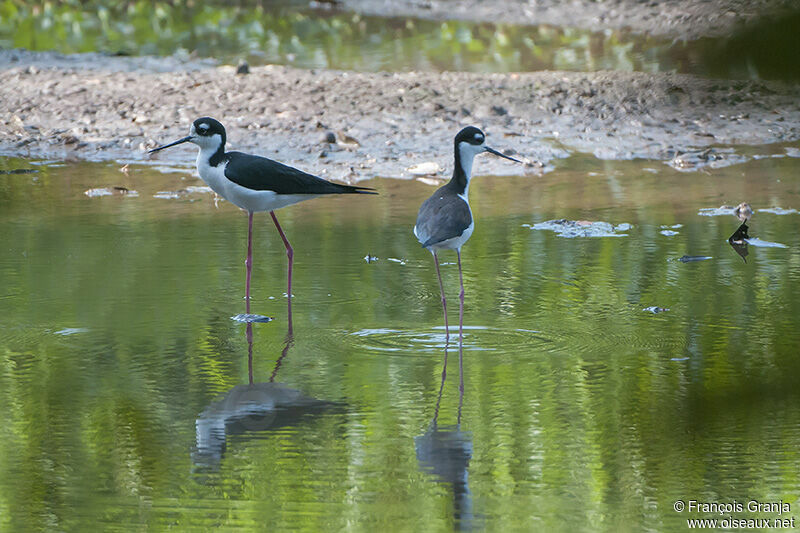 Black-necked Stilt adult