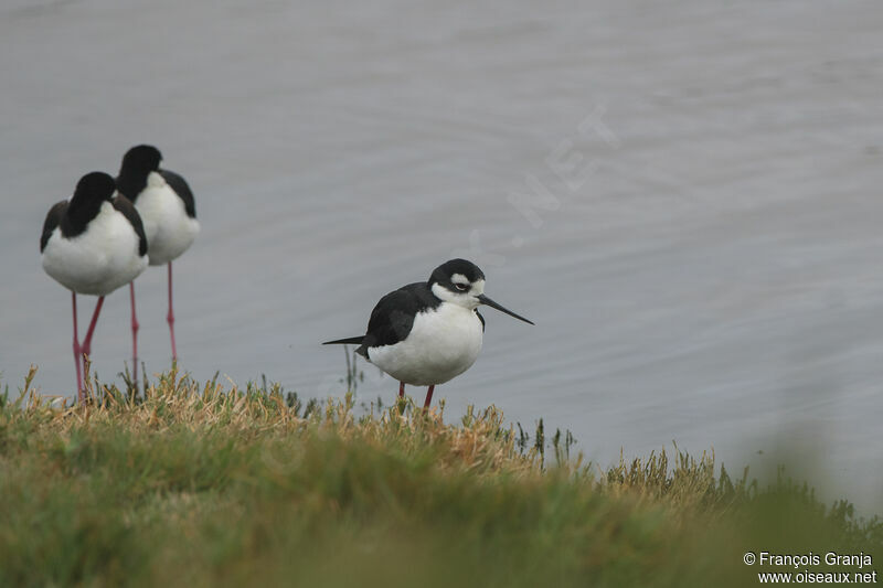 Black-necked Stilt