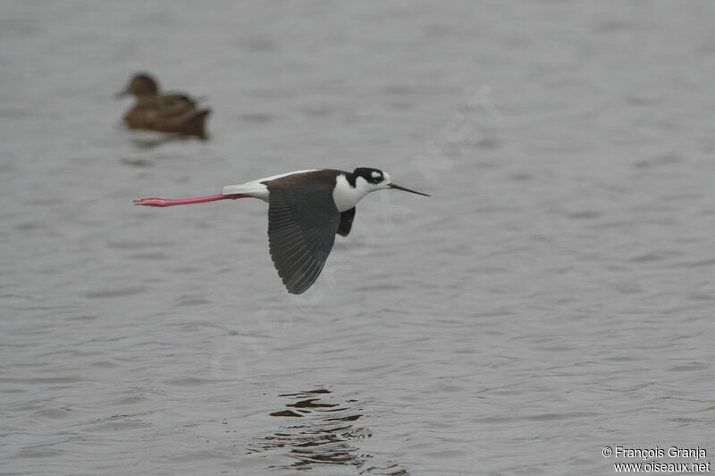 Black-necked Stilt