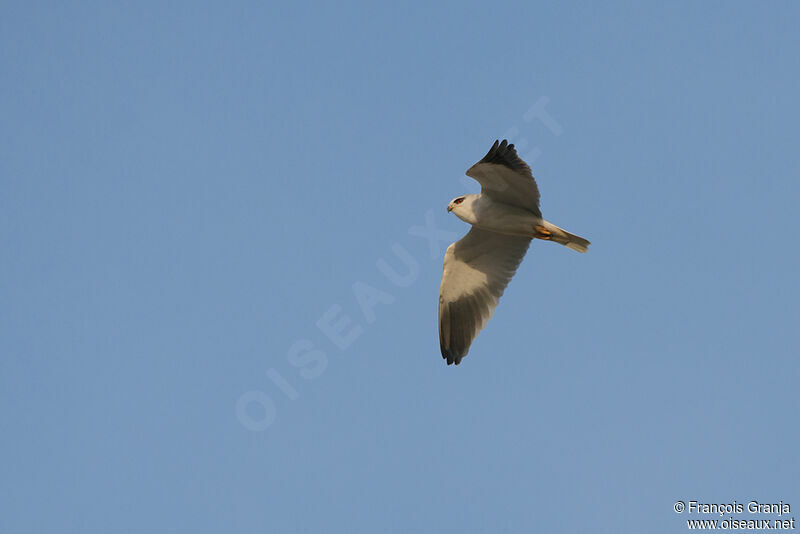 Black-winged Kiteadult