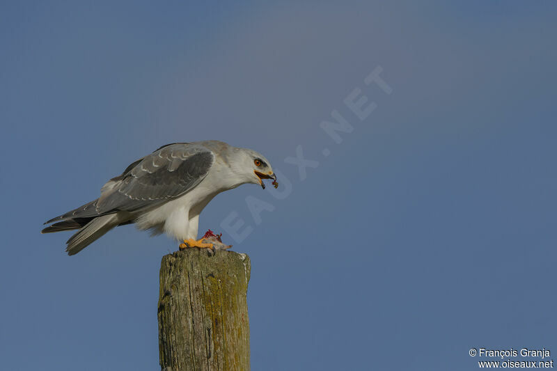 Black-winged Kite