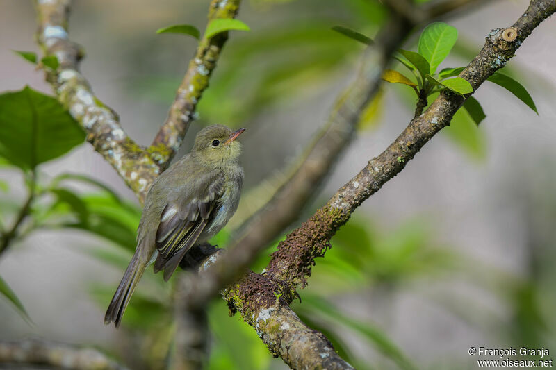 Mountain Elaenia