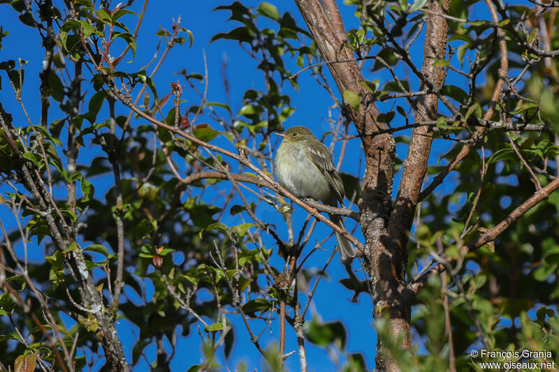 Mountain Elaenia