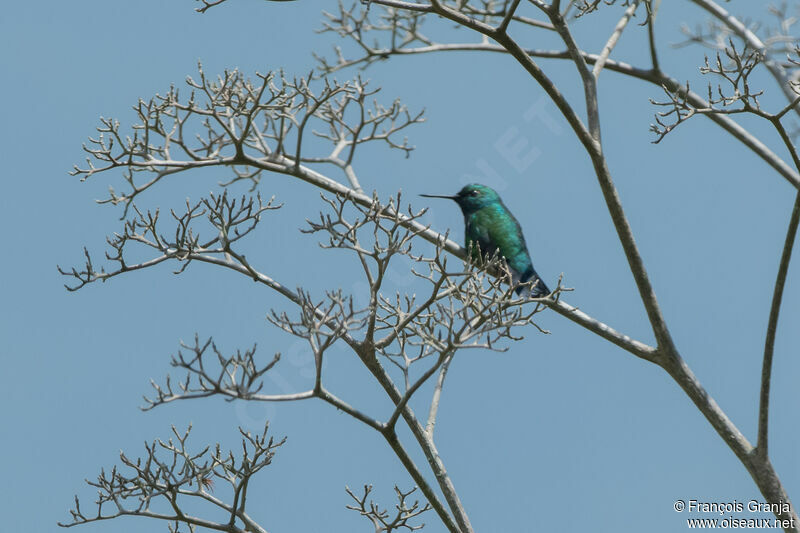 Blue-tailed Emerald