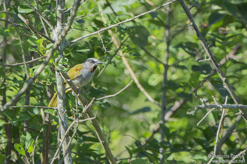 Grey-capped Warbleradult