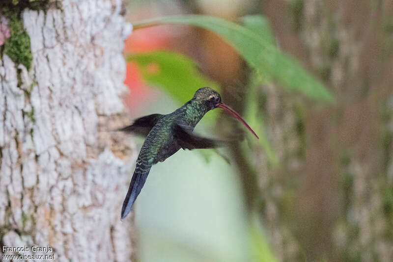 White-whiskered Hermit male adult, identification