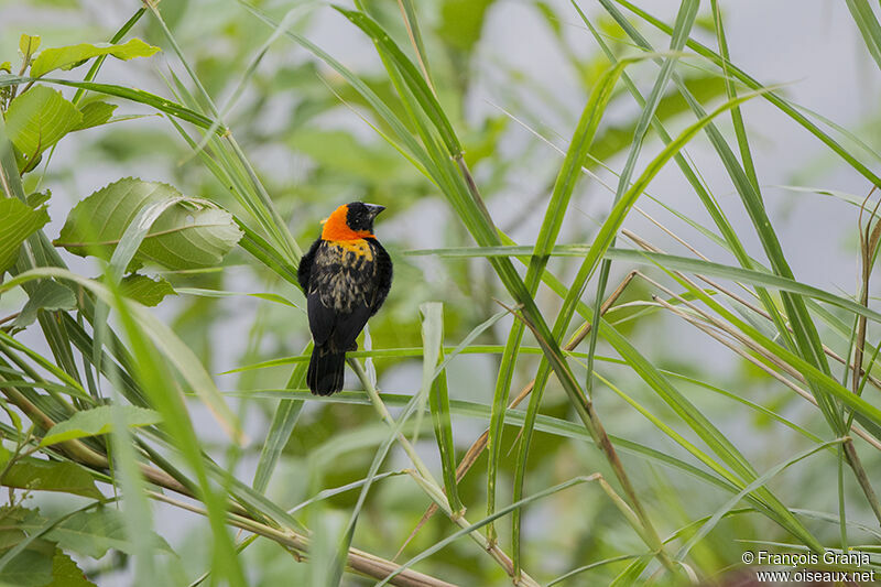 Black Bishopadult