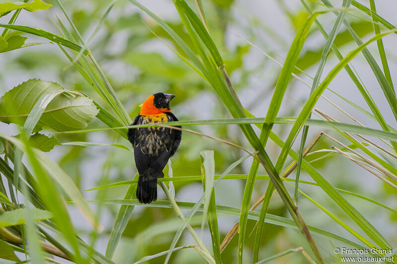 Black Bishopadult