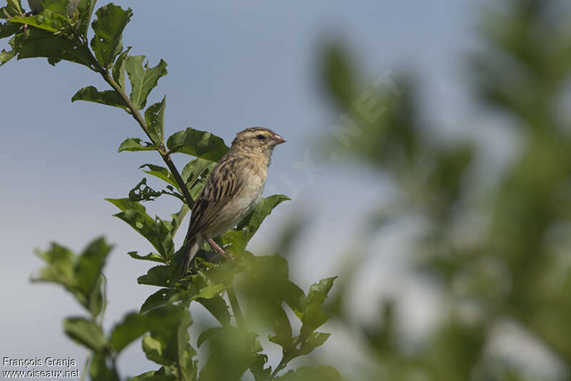 Euplecte ignicolore femelle adulte, identification