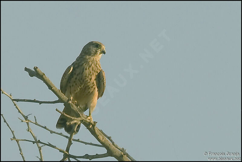 Common Kestrel